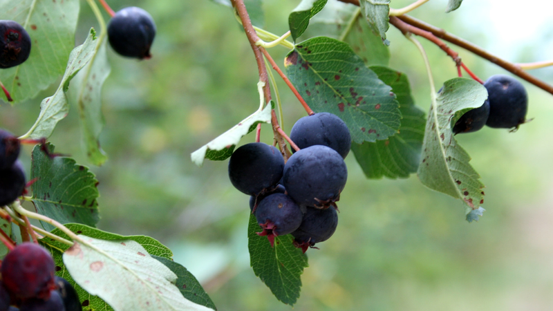 Illustration for article titled The Tastiest Berries That Grow Wild In North America
